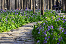 二月蘭種子 二月蘭種子