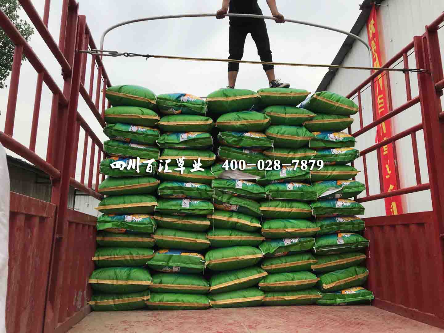 西藏花草種子供應(yīng)商 西藏花草種子供應(yīng)商