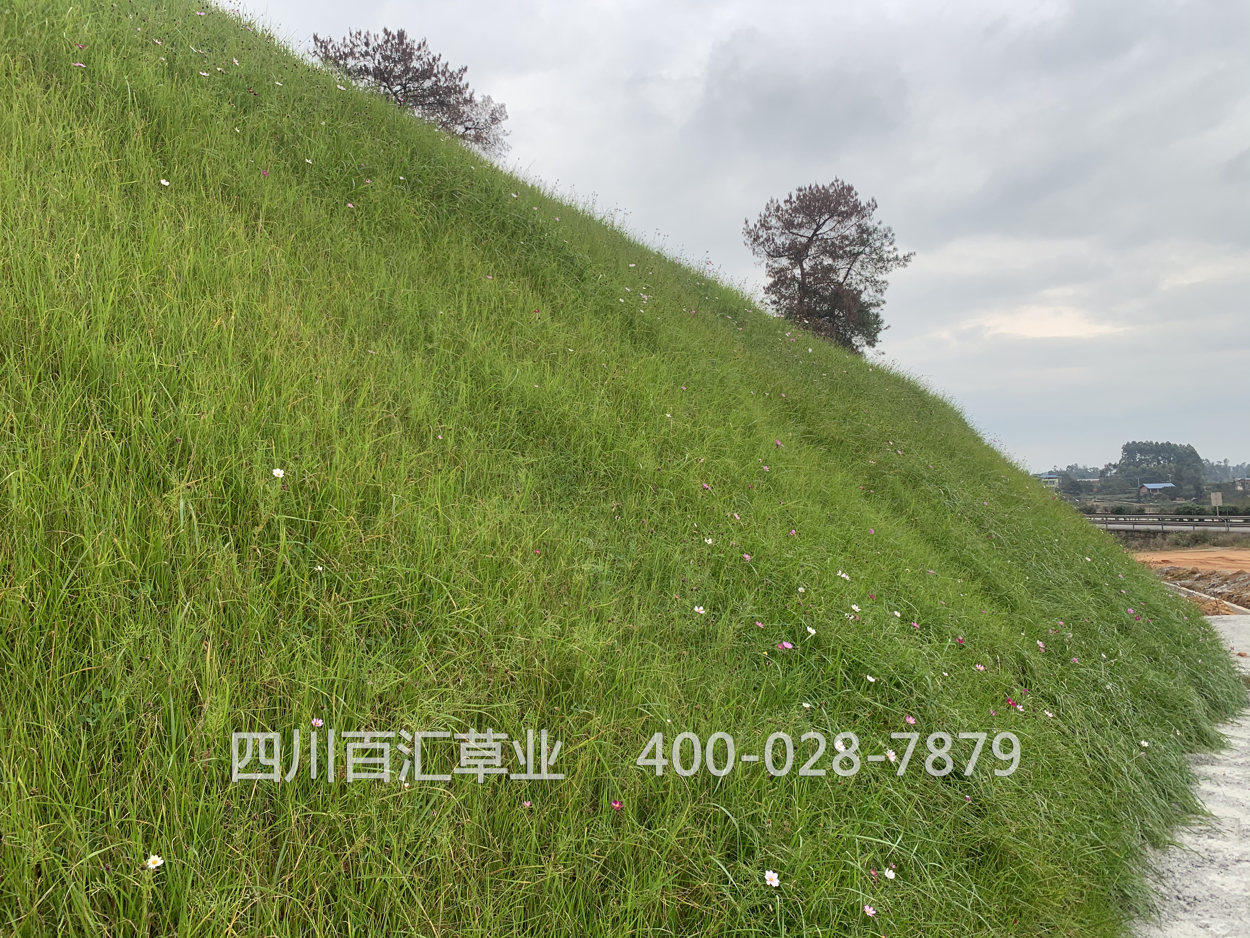 護坡混播草種子 護坡混播草種子