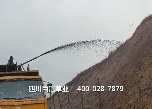 山體護(hù)坡綠化草種 山體護(hù)坡綠化草種