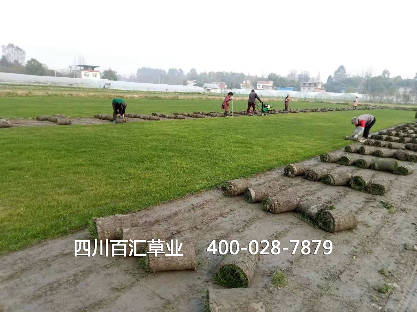 混播草坪 混播草坪