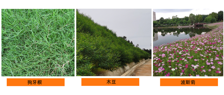 綠化種子WZPT 24071003.jpg